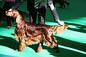 Crufts2011 080